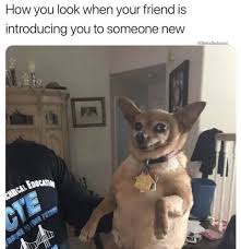 #1 there are reasons to be happy. Funny Chihuahua Memes Clean Pets Lovers