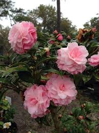 Camellia Buttons N Bows U S 1981 Beautiful Flowers Pink Flowers Beautiful Pink Flowers