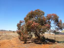 Blue gum eucalyptus globulus grows fast and in poor soil, which made it a favorite of investors anticipating a hardwood famine in the early 1900s. Eucalyptus Torquata Coral Gum Gardening With Angus