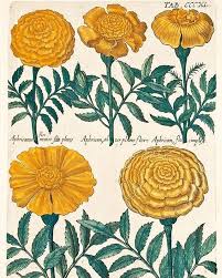 Marigold Flower Botanical Drawings Botanical Painting Vintage Botanical Prints