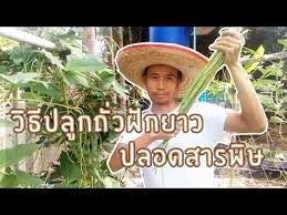 ปล กแตงโมกระถาง แตงโมกระถาง เดอะหง ด จ ดให เกษตร นำพา ep 2 youtube ปล กผ ก สวนผ ก ผ ก