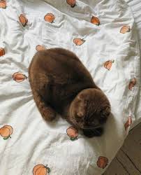 Pin By Indahprms On Pets In 2020 Cute Animals Animals Friends Kittens