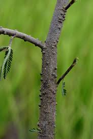 Image result for Aeschynomene afraspera