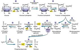 Glycolysis Explained In 10 Easy Steps With Diagrams