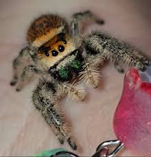 🧡My Regal Charlize It's all about love and sharing the joy that these  beautiful, intelligent, little beings bring into our lives.🧡 #reel #macros  #macroshots #reels #love #jumpingspider #spider #arachnid #spiders  #arachnids #spiders #