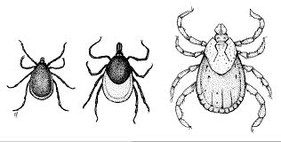 biology and management of ticks in new hampshire fact sheet