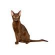 Havana Brown Cat Breed Information, Pictures ...