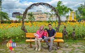 Untuk masuk menikmati dan berfoto di tengah hamparan bunga matahari yang indah, kamu cukup membayar tiket masuk sebesar rp5.000. Indahnya Hamparan Ribuan Bunga Matahari Di Sunflower Festival Bandung Your Bandung