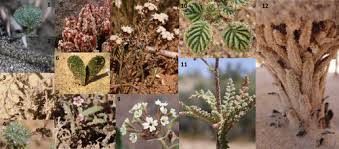 Image result for Dipcadi vaginatum