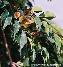 Image result for Combretum