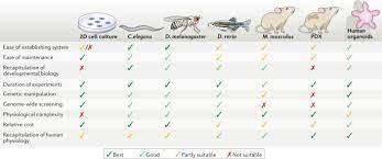 Animal models of cancer cell lines. Human Organoids Model Systems For Human Biology And Medicine Nature Reviews Molecular Cell Biology