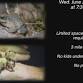 Night Critter Crawl
