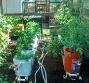 Rain Gutter Grow System Update – Maryland Grows