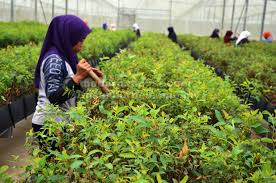 For faster navigation, this iframe is preloading the wikiwand page for pokok akasia. Produk Akasia Terbaik Dari Nurseri Sarawak Utusan Borneo Online
