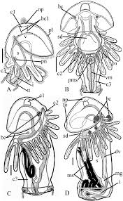 Apr 24, 2021 · cats (felis catus), often referring to as domestic or house cats, are small carnivorous mammals that are typically domesticated as pets by humans. Larval Development Of Phoronopsis Harmeri Drawings Of Live Animals A Download Scientific Diagram