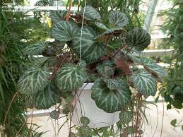 Strawberry Begonia Full Size Picture Of Strawberry Begonia Strawberry Geranium Roving Begonia Plants Wholesale Plants