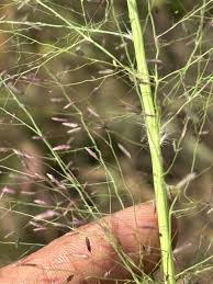 Image result for Eragrostis aspera
