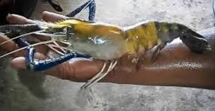 Kolam Pancing Udang Jalan Reko Udang Galah Harimau Posts Facebook