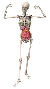Niere pankreas colon ascendes colon descendens. Skelett Anatomie Weiblich Kostenloses Bild Auf Pixabay