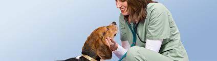 This is a commonly performed procedure. Pet Insurance For Routine Care Petco