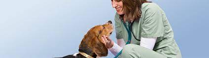 Find answers to common questions about nationwide® pet insurance plans that cover wellness, illness, emergency, and more in our faqs. Pet Insurance For Routine Care Petco