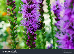 Image result for Callilepis laureola