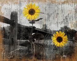Black And White Sunflower Pictures Rustic Sunflower Country Farmhouse Home Wall Art Decor Matted Picture Status Available Yellow Wall Art White Sunflowers Sunflower Black And White