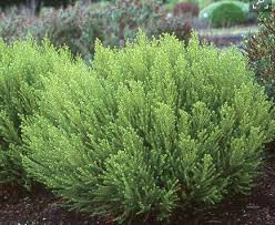 It includes about 90 species and is the largest plant genus in new zealand. Hebe Hinerua Xera Plants