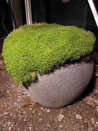 Want to discover art related to lava_planet? Scleranthus Biflorus Lime Lava Hello Hello Plants Garden Supplies