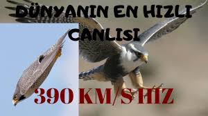 En Hizli Canli Hayvanlar Aleminin En Hizlisi Gokdogan 2020 Hayvanlar Yirtici Kuslar Bayagi Dogan