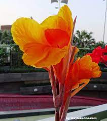 Canna atau bunga kana atau disebut bunga tasbih banyak digunakan sebagai tanaman di pekarangan atau ditaman, berasal dari tropis america. 26 Hits Gambar Sketsa Tasbih Terlengkap Paperbola
