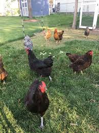 Watching backyard chicken television is a zen experience. Raising Backyard Chickens Gardening Channel