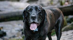 Mastiff Lab Mix Mastador Breed Information Puppies Prices More