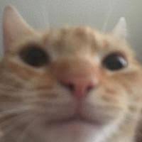 Check spelling or type a new query. Staring Cat Gusic Image Gallery List View Know Your Meme