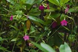 Image result for Nicotiana