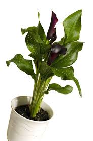 What You Must Know About Potted Calla Lily Care Calla Lily Bulbs Black Calla Lily Lily Plant Care