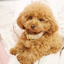 Ginger Doodle The Toy Poodle O O Evcil Hayvanlar Kopek