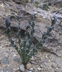 Image result for Dipcadi rigidifolium