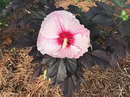 How to plant and grow hibiscus. Butterfly Gardening Gardening In The Panhandle
