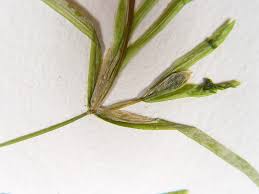 Image result for Potamogeton richardii