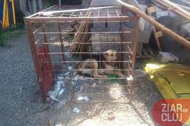 Locuri de munca noua zeelanda 2017 loto 6 49 31 decembrie 2016 maini de aur online subtitrat legea 171 din 2010 actualizata 2016 loto 6 49 28 ianuarie 2016 magazin leroy merlin bucuresti legea eliminarii celor 102 taxe luna plina 9 iunie 2017. Auschwitz Ul Cainilor FÄƒrÄƒ StÄƒpan Din Apahida PrimÄƒria Se Crede Mai Presus De Lege Foto Video Ziar De Cluj