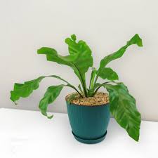 Image result for Asplenium