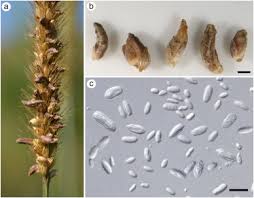 Image result for Hyperthelia dissoluta