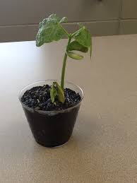 Lima bean seeds are eaten, not the pods. Lima Bean Facts Health Benefits And Nutritional Value