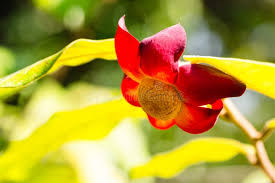 Image result for Uvaria