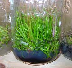 How To Grow Orchids From Seed Orchid Seeds Growing Orchids Orchids