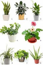 We did not find results for: 21 Charming Style Small Indoor Plants Next