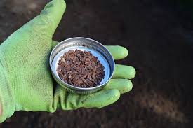 How To Plant Milkweed Seed In Fall Milkweed Seeds Milkweed Plants
