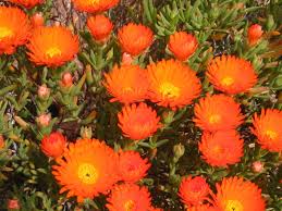 Check spelling or type a new query. Seen Objects A Photoblog Orange Succulent
