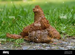Dog feces hi-res stock photography and images - Alamy
